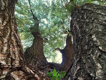 Trees growing in park