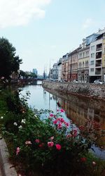 View of flowers in water