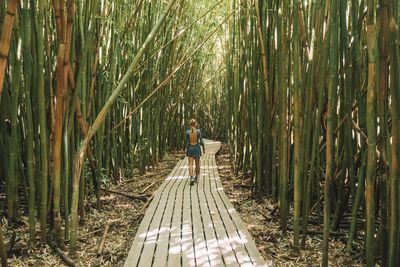Rear view full length of woman walking amidst bamboo plants on footpath