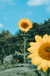 Close-up of sunflower against sky