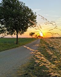 Road by trees against sky during sunset