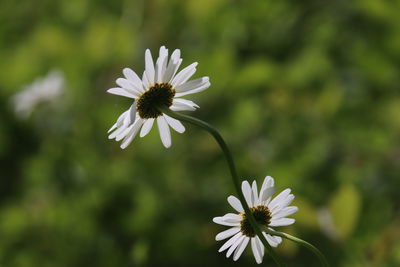 Close-up of white daisy flower