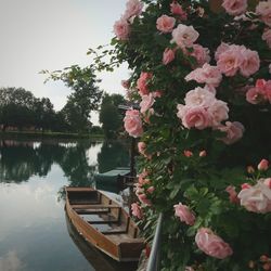 Scenic view of lake amidst plants against sky