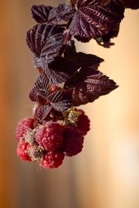 Close-up of red berries growing on plant