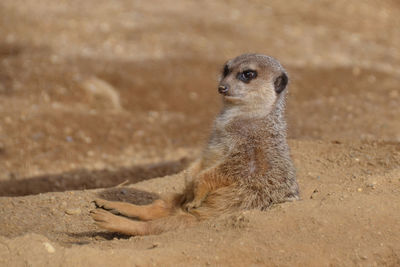 Close-up of meerkat resting on field