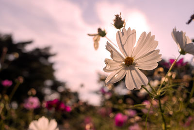 Close-up of white flowering plant