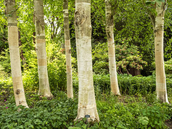 Trees in forest