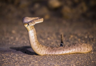 Close-up of lizard on land