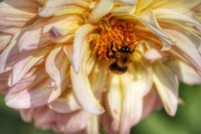 Close-up of bee on flower