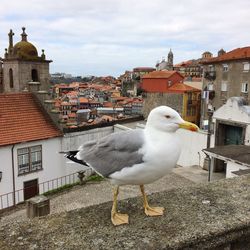 Close-up of seagull perching on built structure against sky