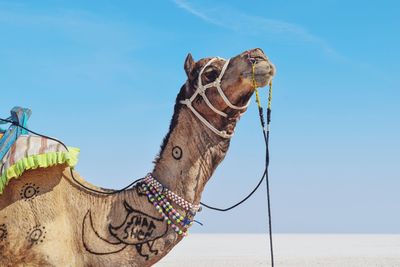 Low angle view of a camel against the sky at the salt desert of the great rann of kutch 