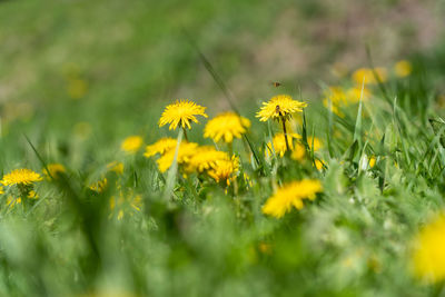 Close-up of yellow flowering plant on field