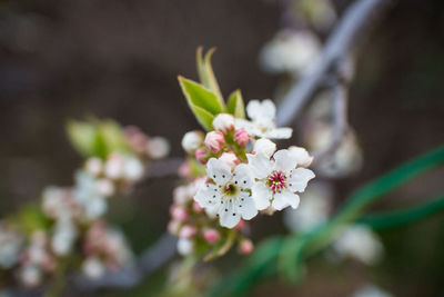 Close-up of white cherry blossoms in spring