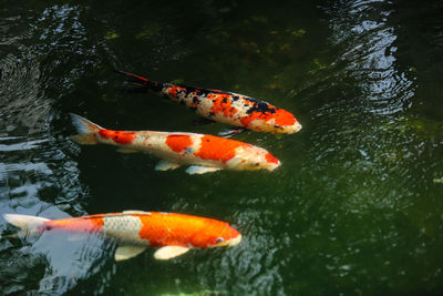 High angle view of koi carps swimming in lake