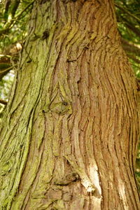 Full frame shot of tree trunk