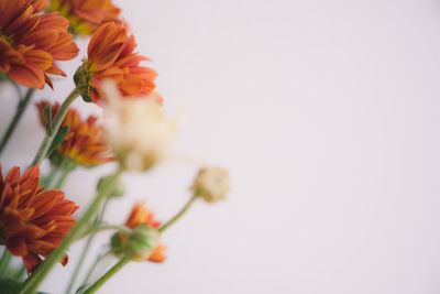 Close-up of orange flowers against white background