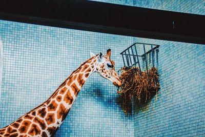 Low angle view of giraffe eating from basket against wall in cage