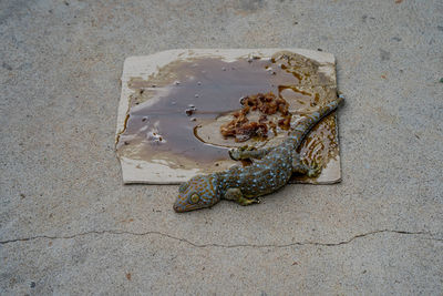 High angle view of starfish on beach