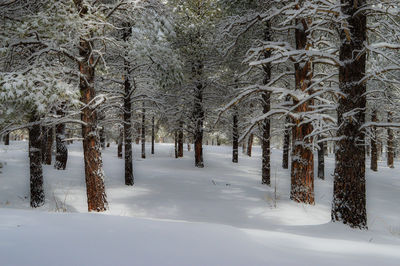 Frozen bare trees on field