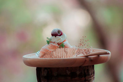 Close-up of bird perching on a plant