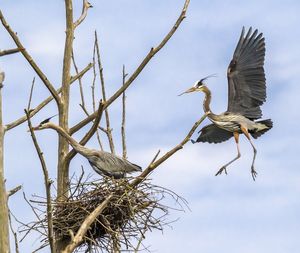Low angle view of bird perching on tree against sky