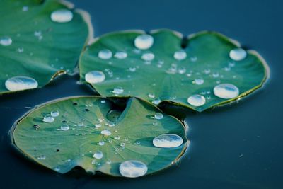 Close-up of water drops on leaves