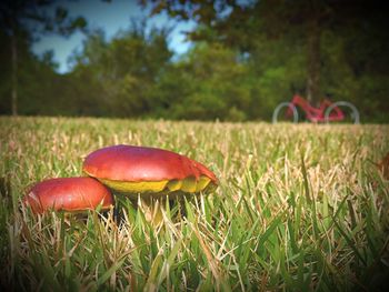 Close-up of mushroom on field