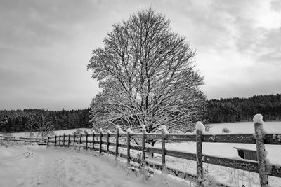 Trees on field against sky