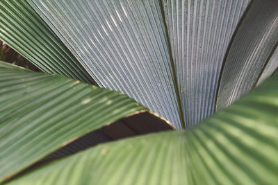 Full frame shot of palm leaves