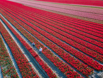 High angle view of red agricultural field