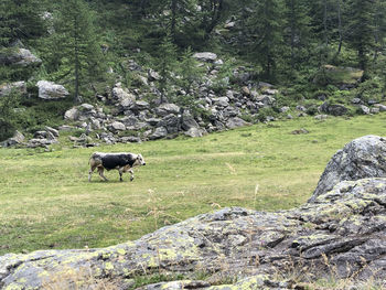 View of a horse on field