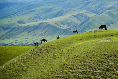 Qiongkushtai is a small kazakh village located in the isolated valley of the tianshan mountains.