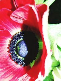 Close-up of red hibiscus flower