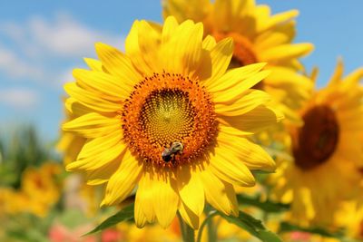 Close-up of bee on sunflower