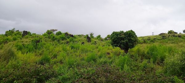 Trees on field against sky