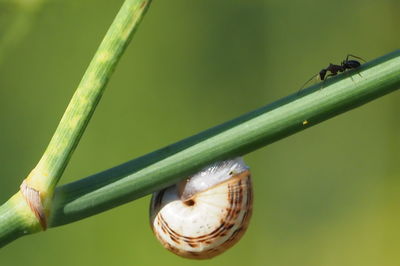 Close-up of insect on plant