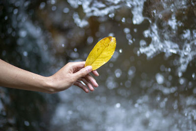 Cropped image of person holding yellow leaf