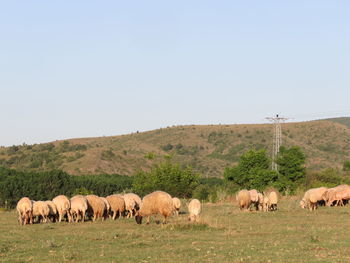 Horses grazing in a field