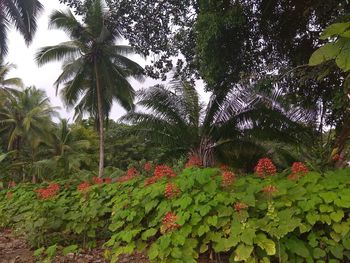 Plants and trees in forest