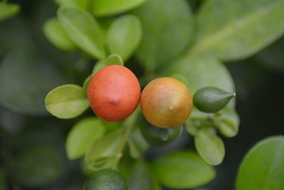 Close-up of fruits on flower tree