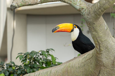 Bird perching on a tree