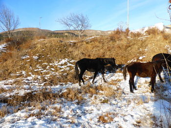 Horses in a field