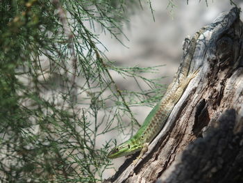 Lizard on tree