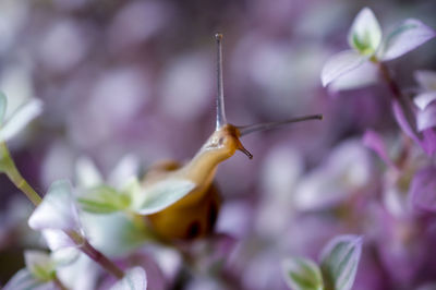 Close-up of insect on purple flower