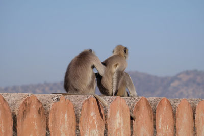 View of monkey on retaining wall against clear sky