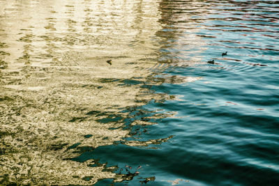 High angle view of birds swimming on lake