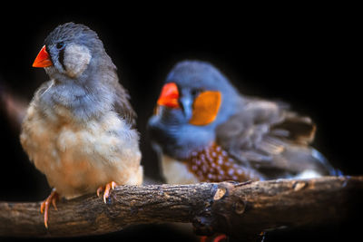 Close-up of birds perching on wood