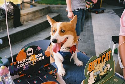 Low section of man with dog on table