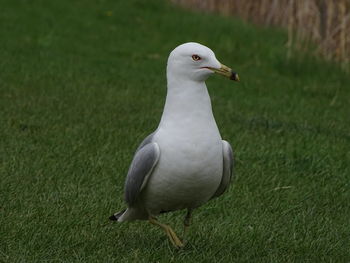 Seagull perching on a field
