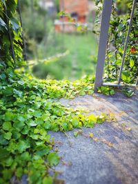 Close-up of ivy growing on plant